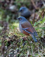 Maroon-backed accentor (Prunella immaculata) photographed near Lachen in North Sikkim, India