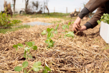Men in organic garden. Planting fresh plants in natural soil