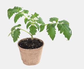 Home Cultivated Tomato Seedling in Fiber Pot