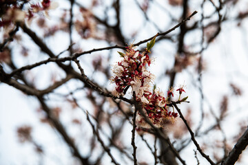 White cherry blossoms in full bloom in Yeouido on a warm spring day,