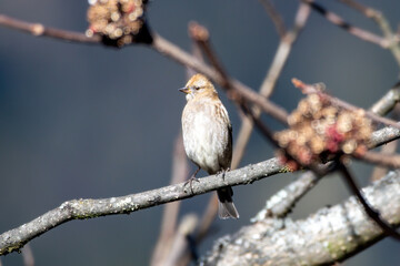 Plain mountain finch (Leucosticte nemoricola) photographed near Lachen in North Sikkim, India