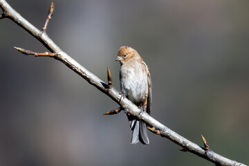 Plain mountain finch (Leucosticte nemoricola) photographed near Lachen in North Sikkim, India
