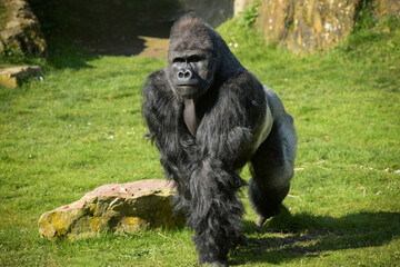 view of a gorilla silver back © AUFORT Jérome