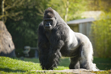 view of a gorilla silver back - obrazy, fototapety, plakaty