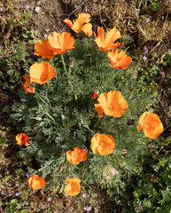(Eschscholzia californica) Kalifornischer Mohn or Goldmohn.  Blütenschmuck mit leuchtend...