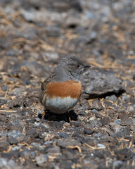 Robin accentor (Prunella rubeculoides) photographed near Gurudongmar Lake in North Sikkim, India