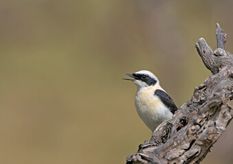 Black-eared Wheatear (Oenanthe melanoleuca), Crete