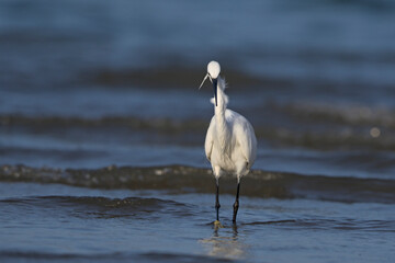 Little Egret (Egretta garzetta), Crete