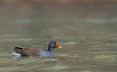 Moorhen - Gallinula chloropus, Crete