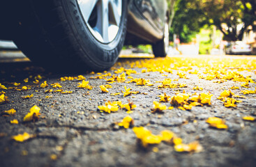 hojas amarillas caídas de árbol en el suelo de la carretera con auto