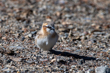 Rufous-necked snowfinch (Pyrgilauda ruficollis) foraging on the ground near Gurudongmar Lake in North Sikkim, India