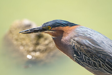 Close-up of Green heron (Butorides striatus). Wildlife photography.
