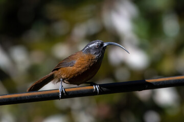 Slender-billed scimitar babbler (Pomatorhinus superciliaris) photographed near Lachen in North Sikkim, India