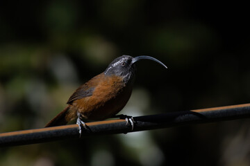 Slender-billed scimitar babbler (Pomatorhinus superciliaris) photographed near Lachen in North Sikkim, India
