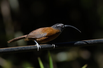 Slender-billed scimitar babbler (Pomatorhinus superciliaris) photographed near Lachen in North Sikkim, India