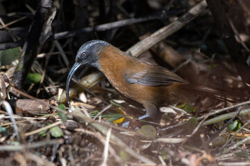 Slender-billed scimitar babbler (Pomatorhinus superciliaris) photographed near Lachen in North Sikkim, India