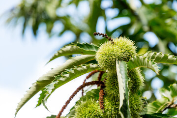 Eßkastanie, Baum in Portugal