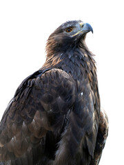 Golden eagle, isolated on a white background. Berkut raised his head and calmly looks ahead. The bird has beautiful plumage.