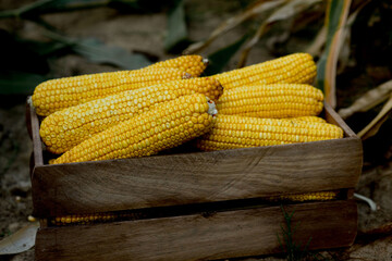 Fresh organic corn in a wooden box standing on a corn field. Successful harvest of sweet corn