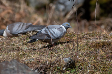 Snow pigeon (Columba leuconota) foraging for food on the ground, photographed near Lachen in North Sikkim, India