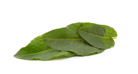 Green bouquet of sorrel.