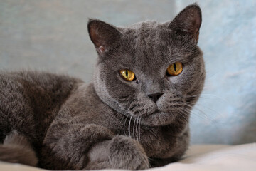 A gray Shorthair cat with yellow eyes looking at the camera. British shorthair cat with blue-gray fur and yellow eyes.