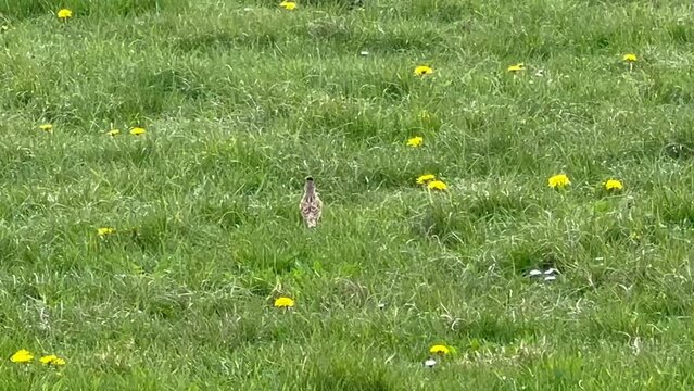 a skylark (Alauda arvensis) takes to flight against green grass and woodland backdrop