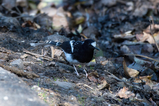 Spotted forktail (Enicurus maculatus) photographed near Lachen in Sikkim, India