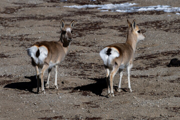 Pair of Goa (Procapra picticaudata), also known as the Tibetan gazelle, observed near Gurudongmar...