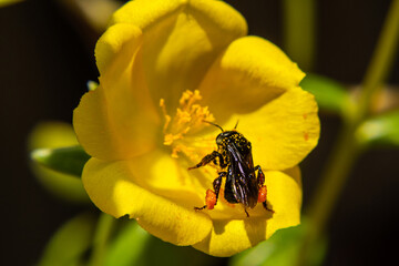Uma abelha colhendo o néctar dentro de uma flor amarela.