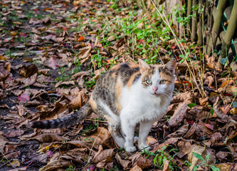 Portrait of a white cat with a colorful tail, illuminated by the sun.