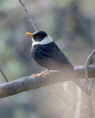 Male White-collared blackbird (Turdus albocinctus) photographed near Lachen in North Sikkim, India