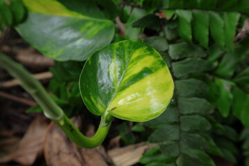Obraz premium Closeup view of a young leaf of devil's vine plant