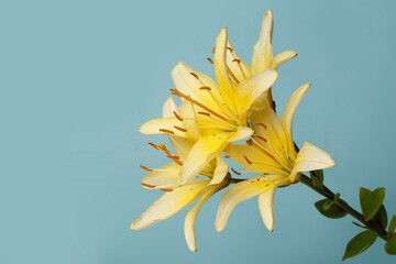 Fototapeta na wymiar Branch of yellow lilies isolated on a blue background.