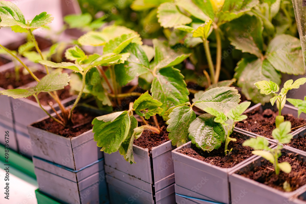 Wall mural strawberry plants in the pots