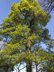 Fototapeta premium tree in the park