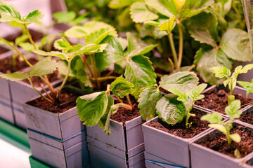 strawberry plants in the pots