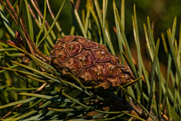 Młoda , niedojrzała szyszka sosnowa na gałęzi wśród igieł sosny .    © Grzegorz