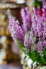 Obraz premium nice heather in the pot