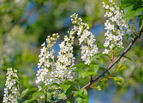 Bl&uuml;hende Traubenkirsche, Prunus padus, im Fr&uuml;hling