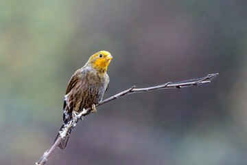 Closeup of Yellow-rumped honeyguide (Indicator xanthonotus) photographed near Lachen in North Sikkim, India