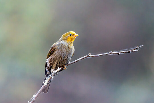 Closeup of Yellow-rumped honeyguide (Indicator xanthonotus) photographed near Lachen in North Sikkim, India
