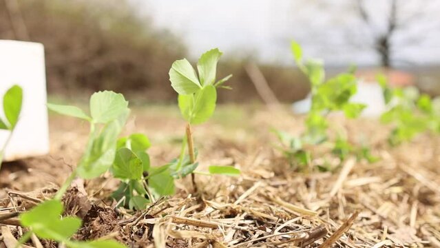 Hand of man planting organic plants to garden soil. Permaculture. Closeup shot
