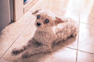 Retrato a tierno perro french poodle, caniche blanco viejita con cataratas	