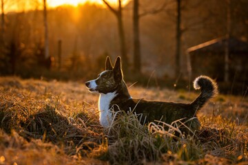 Psy rasy corgi w porannym słońcu na łące - obrazy, fototapety, plakaty