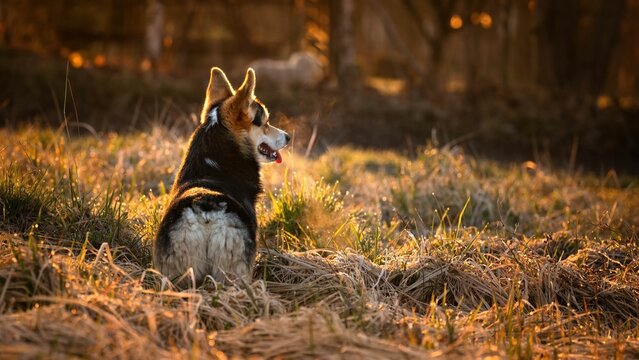 Psy rasy corgi w porannym słońcu na łące