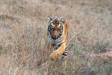 Fototapeta na wymiar Subadult cub of Choti Tara walking through dry grass at Tadoba Andhari Tiger Reserve near Nagpur in Maharashtra, India