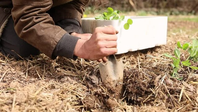 Hand of man planting organic plants to garden soil. Permaculture. Closeup shot