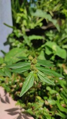 Wild plants that grow on the lawn in the Cikancung area, Indonesia