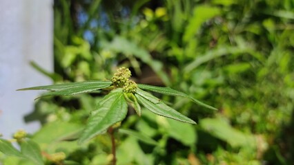 Wild plants that grow on the lawn in the Cikancung area, Indonesia
